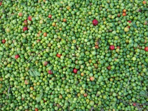 coffebeans
